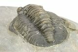 Diademaproetus Trilobite - Ofaten, Morocco #273382-4